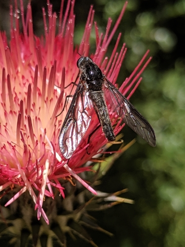 Thevenetimyia californica