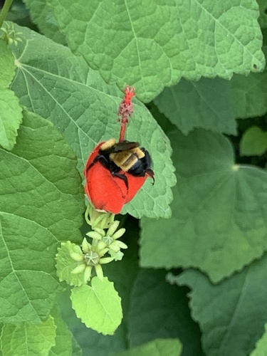 Sonoran Bumble Bee (Bombus sonorus), a species recorded in Texas
