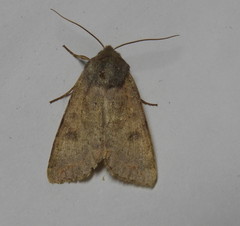 Orthosia revicta