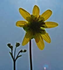 Silphium compositum