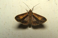 Stictopterinae