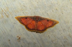 Chrysocraspeda sanguinea