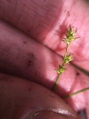 Carex interior