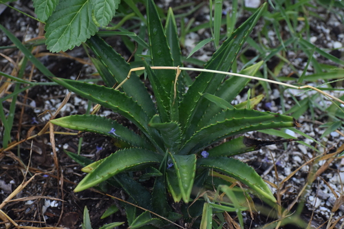 Image of Agave decipiens by (c) Ryan Watson, some rights reserved (CC BY)