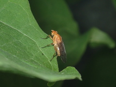 Dryomyzidae