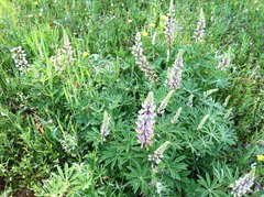 Lupinus oreganus