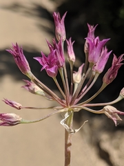 Allium crispum