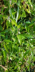 Urtica perconfusa