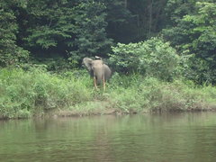 Loxodonta cyclotis