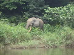 Loxodonta cyclotis