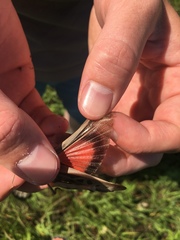 Pardalophora apiculata