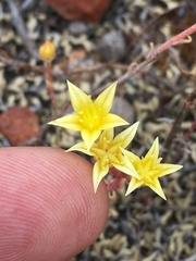 Dudleya variegata