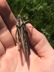 Pardalophora apiculata