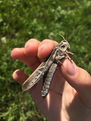 Pardalophora apiculata