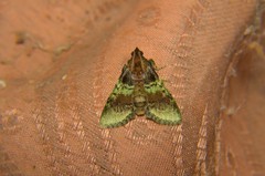 Locastra viridis