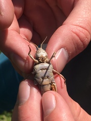 Pardalophora apiculata