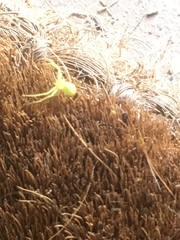 Misumessus oblongus
