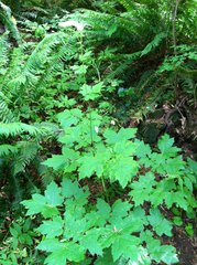 Actaea elata