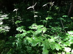 Actaea elata