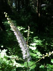 Actaea elata