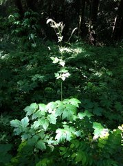 Actaea elata