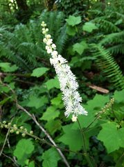 Actaea elata