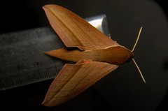 Theretra alecto