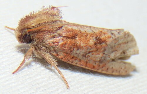Eastern Grass Tubeworm Moth photo 3