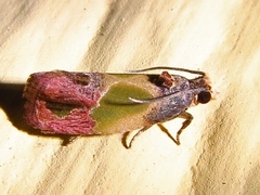 Eumarozia malachitana