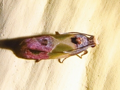 Eumarozia malachitana
