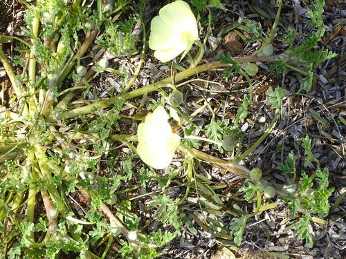 Image of Grielum humifusum by (c) Shaun Swanepoel, some rights reserved (CC BY)