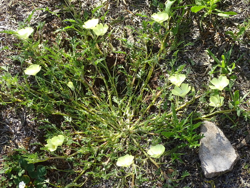 Image of Grielum humifusum by (c) Shaun Swanepoel, some rights reserved (CC BY)