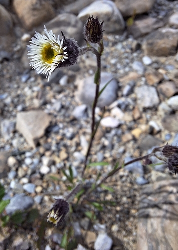 swamp boreal-daisy (Erigeron elatus)