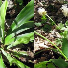 Carex fraseriana
