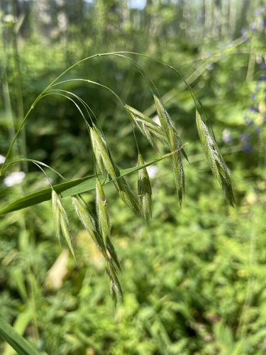 Bromus ciliatus iNat (2)