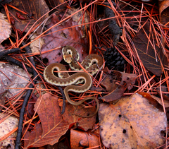Thamnophis chrysocephalus