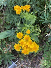Eriophyllum latilobum