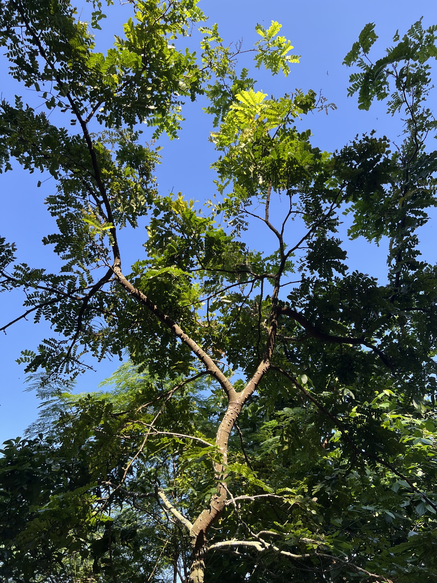 Imagem de Pau-brasil
