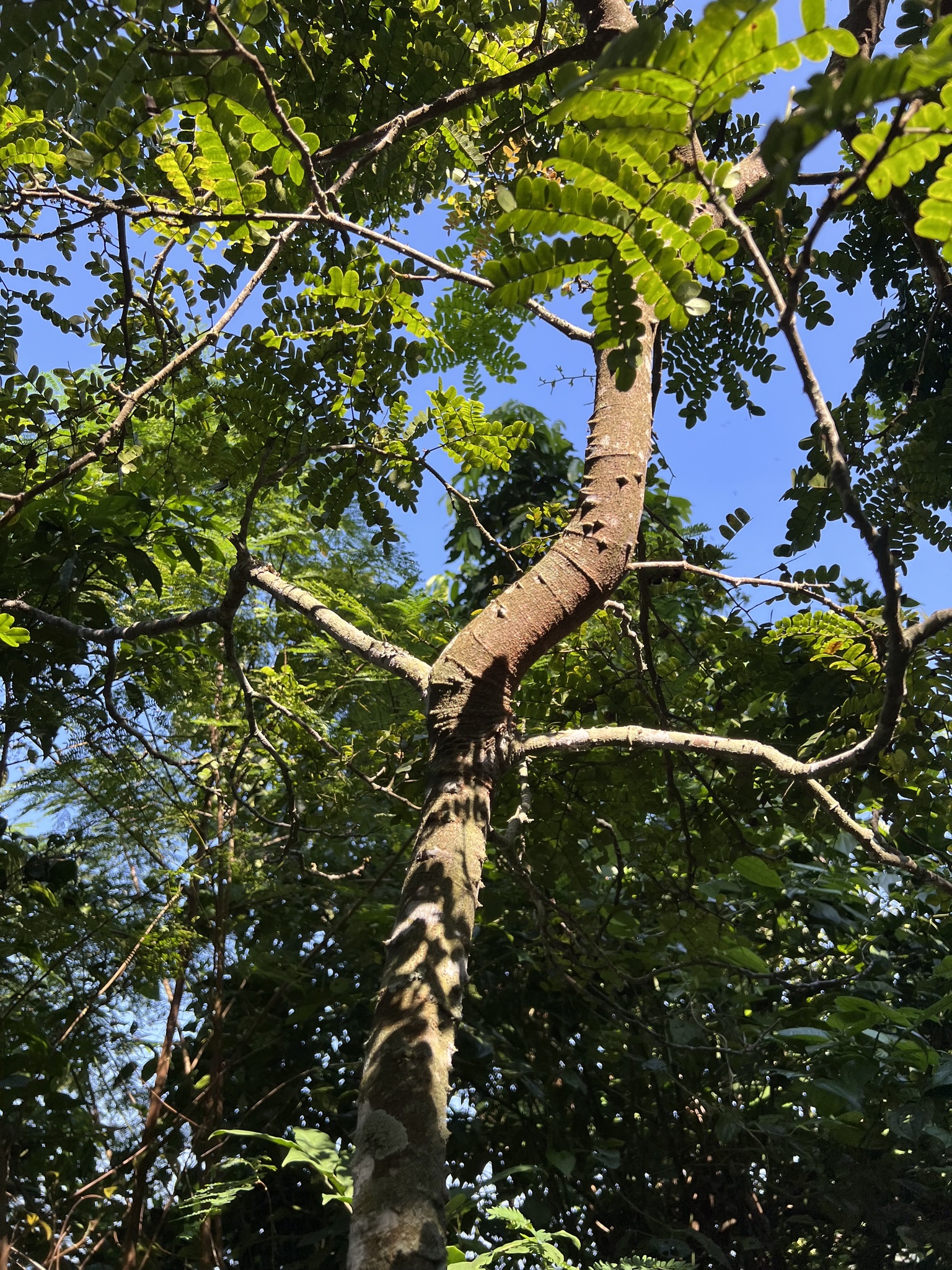 Imagem de Pau-brasil