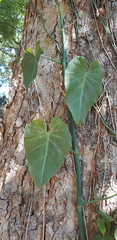 Philodendron hederaceum