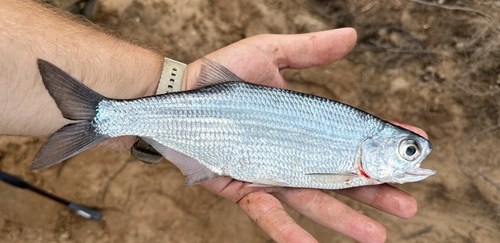 Freshwater herring (Hiodon tergisus) — Hiodontidae
