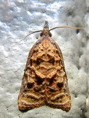 Platynota idaeusalis