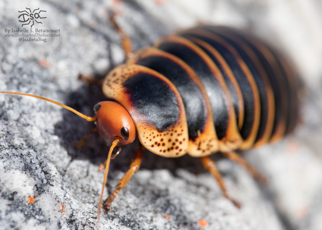 Cape Mountain Cockroach (Farm 660_Hessequa Kloof) · iNaturalist