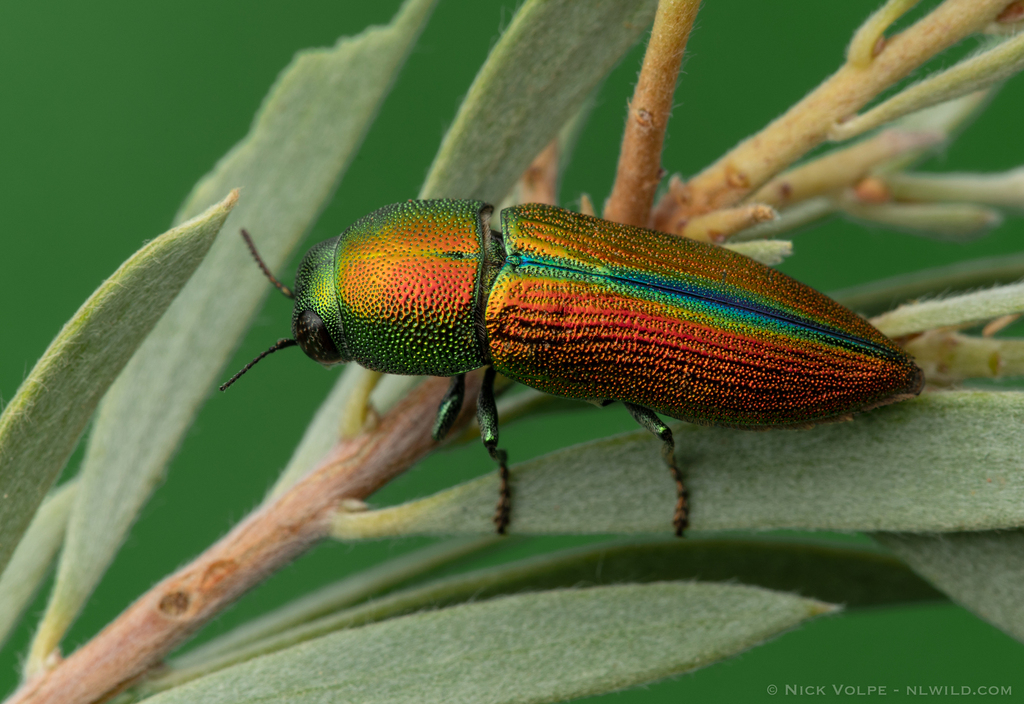 Bubastes suturalis