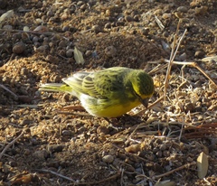 Crithagra dorsostriata