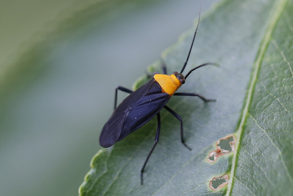 Prepops nigroscutellatus