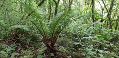Dryopteris wallichiana