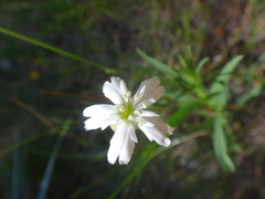Silene douglasii