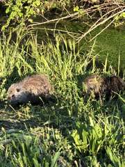 Myocastor coypus