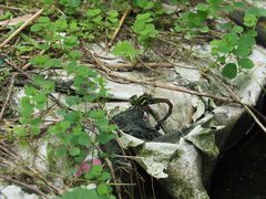 Polycanthagyna erythromelas